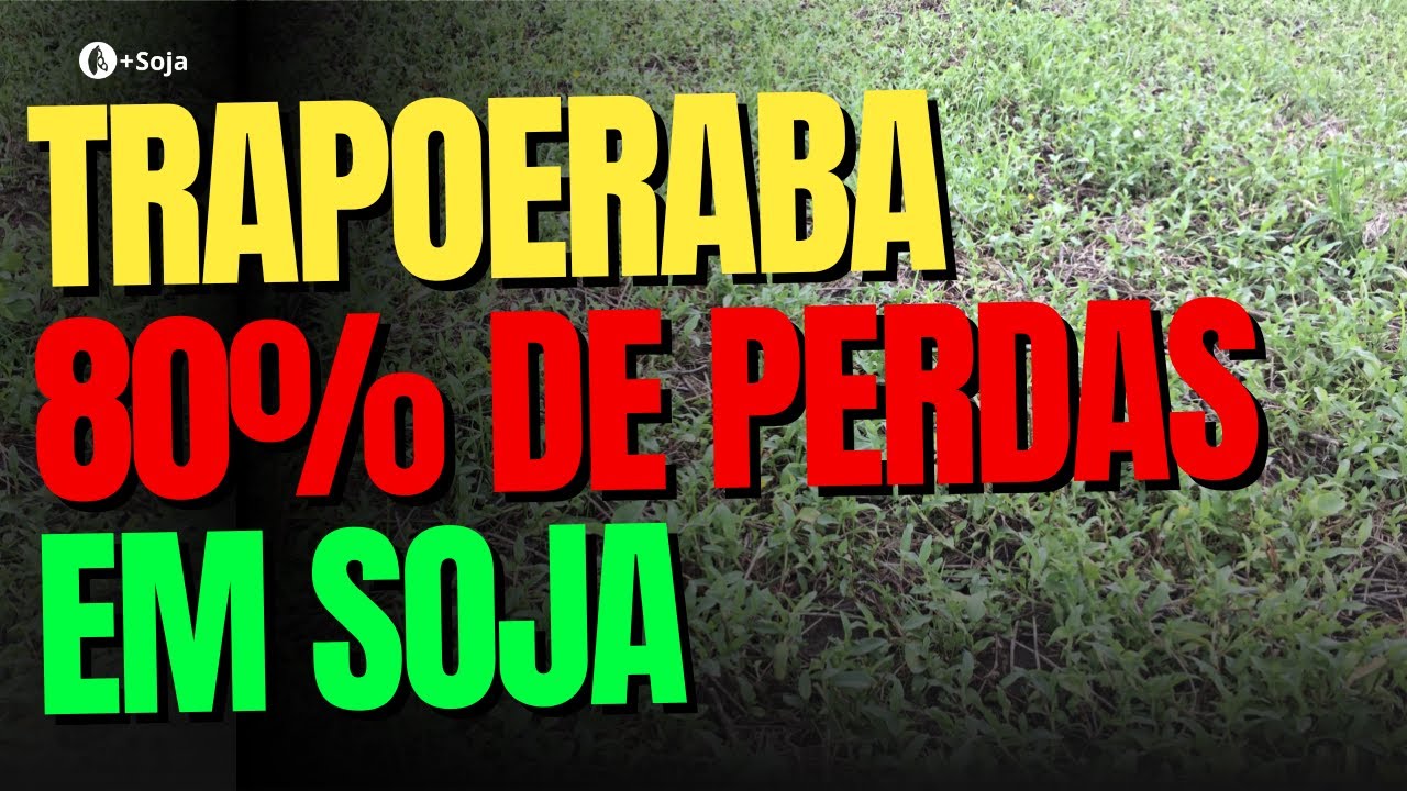 Por Que A Trapoeraba Pode Ser O Maior Vilão Da Sua Safra De Soja