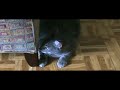 Freedom - Dook the Cat