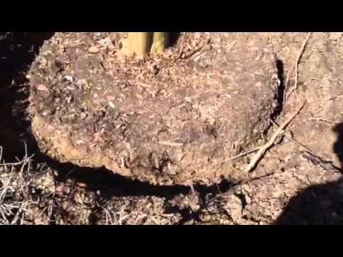 how to transplant myrtle