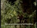 zez� motta canta 