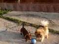 Salchicha video