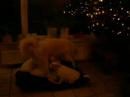 LA JOIE BLANCHE GREAT PYRENEES LA JOIE BLANCHE GREAT PYRENEES