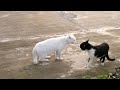 У кота черный пояс, 9 дан!!!