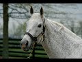 A glimpse of some of the stallions standing at this beautiful farm. April 2005.