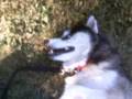 My Siberian Husky.