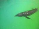 AQUARIUM MAR DEL PLATA - LARA NO TIENE DUEÑOS - LIBERENLOS -