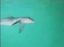 AQUARIUM MAR DEL PLATA - LARA NO TIENE DUEÑOS - LIBERENLOS -