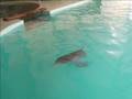 AQUARIUM MAR DEL PLATA - LARA NO TIENE DUEÑOS - LIBERENLOS -