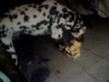 Dalmata Dalmata