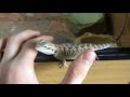 Reptiles update