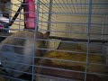 Does your chinchilla do this? Does your chinchilla do this?