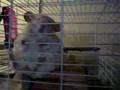 Does your chinchilla do this?