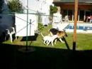 Bull terrier vs. Obejero 01
