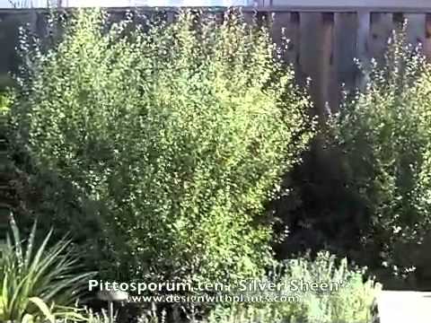 how to fertilize pittosporum