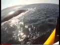 Helmet Cams Filming the Unexpected