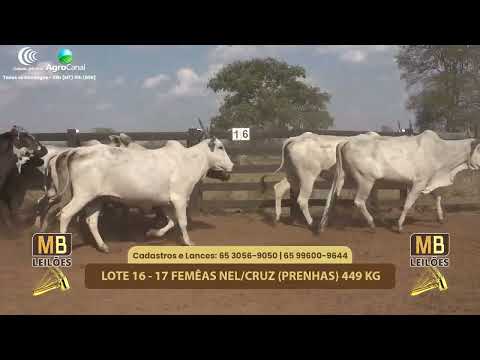 517 LEILO VIRTUAL MB LEILES