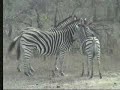 Zebras-Africa