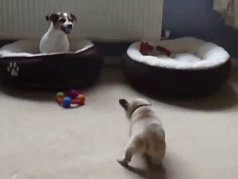 how to care pug puppy