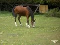 Pure Bred Arabian: Al Jood [{dont comment]}