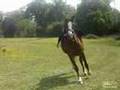 Pure Bred Arabian: Al Jood [{dont comment]}