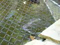 Otters