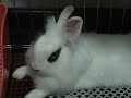 Hotot like lionhead. Very beautiful rabbit Hotot like lionhead. Very beautiful rabbit