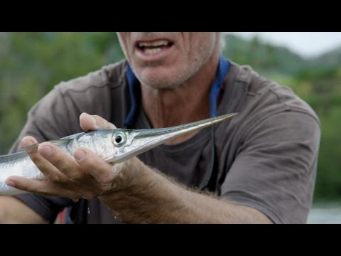 Jeremy Wade Has Some Clever Gear To Help Snag A Needlefish | River Monsters