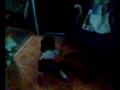 mili gateando