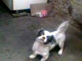 perro loco