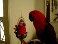 Gypsy, the Eclectus Parrot watches Criss Angel......