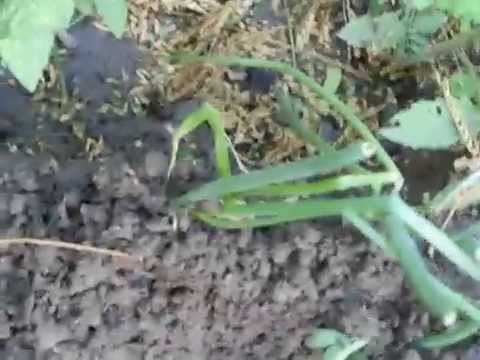 how to treat eelworm