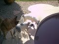 Marlee and Adopted Friends 13
