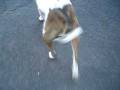 videos de Indy 11 Weeks Post TTA Surgery