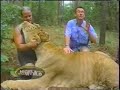 Liger on Nigels Wild Wild World National Geographic