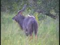Nyala Male