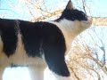 villanelle, tir� des nuits d'�t�, de berlioz. chant� par la fabuleuse r�gine crespin
rencontre insolite avec mon chat crapullo dans l'amandier en fleurs
soyez indulgents, c'est ma 1ere cr�ation video...