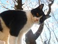 villanelle, tir� des nuits d'�t�, de berlioz. chant� par la fabuleuse r�gine crespin
rencontre insolite avec mon chat crapullo dans l'amandier en fleurs
soyez indulgents, c'est ma 1ere cr�ation video...