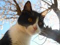 villanelle, tir� des nuits d'�t�, de berlioz. chant� par la fabuleuse r�gine crespin
rencontre insolite avec mon chat crapullo dans l'amandier en fleurs
soyez indulgents, c'est ma 1ere cr�ation video...
