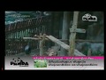 Click here to watch this video Panda Lin Hui 2012-05-25 11-01-14-88.avi