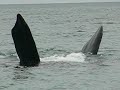 Peninsula Valdes-Ballenas-3