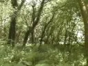 videos de 