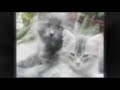 ASPCA