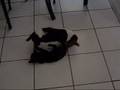 Kitty and Basset puppie playing.. Funny!