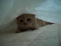 Click here to watch this video シーツ大好き