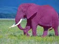 $25,000 Dessert , Paris Hilton Helps Drunk Elephants