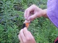 Kate Removes Redstart from Net Kate Removes Redstart from Net