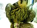 ハヤブサ　（グロ注意）　Falcon