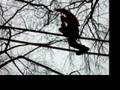 videos de Tag 3 Heiner Catwalk auf der Highline