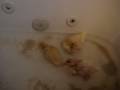 BABY DUCKS PLAY IN A FEW INCHES OF WARM WATER IN THE BATHTUB