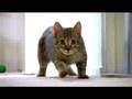mean kitty